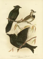 Gould Manucode oder Trompeten-Manucode, 1891